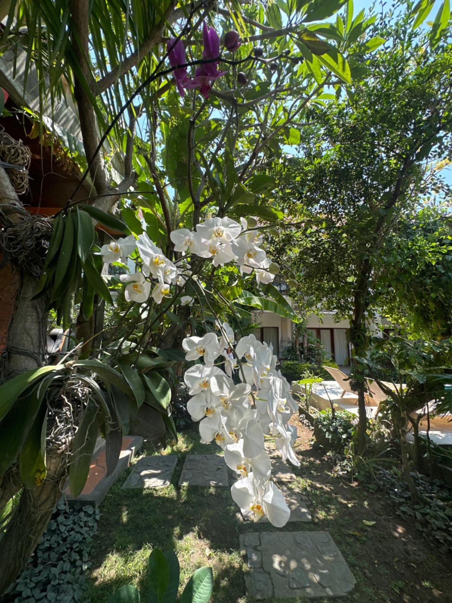 Diuma Residence Yoga Meditation Retreat And Healing Center Sanur Εξωτερικό φωτογραφία